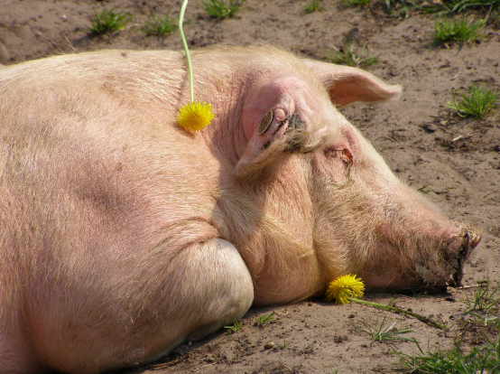 属猪的和什么属相最配 属猪的最佳配偶是什么生肖